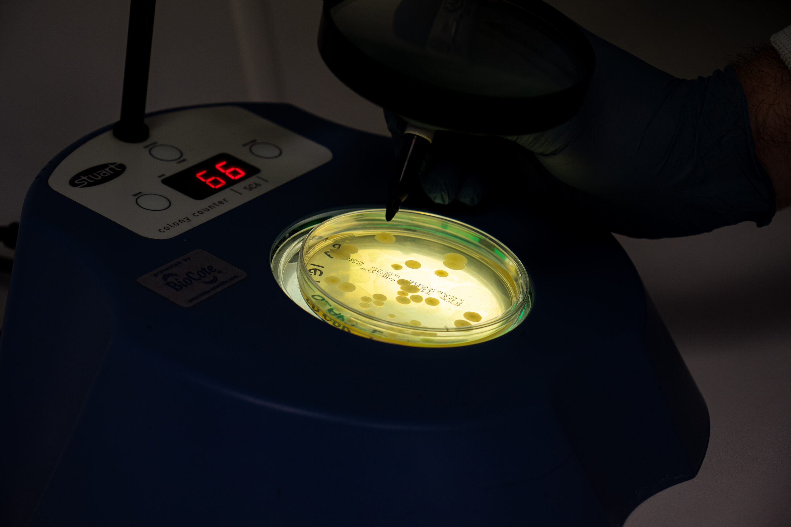 Bacterial colonies being counted on agar plate using colony counter